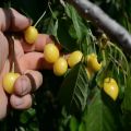 Drogana geltonos veislės vyšnių aprašymas, sodinimas, priežiūra ir apdulkinimas