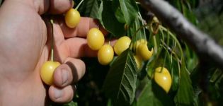Opis odmian wiśni Drogana Yellow, sadzenie, pielęgnacja i zapylanie