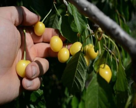 Beschrijving van kersen van de variëteit Drogana Yellow, aanplant, verzorging en bestuiving