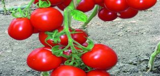 Descripción de la variedad de tomate Richie y sus características