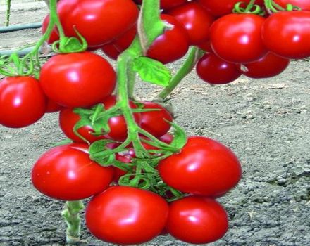 Beschreibung der Richie-Tomatensorte und ihrer Eigenschaften