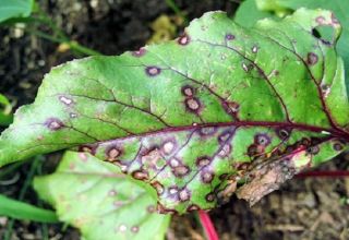 Description of beet pests and the fight against them with folk remedies