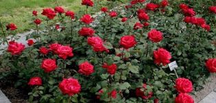 Description et règles de culture des roses de la variété Grand Amore