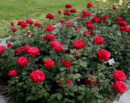 Beschrijving en regels voor het kweken van rozen van het ras Grand Amore