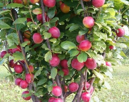 Description de l'hybride au goût de prune et d'abricot sharafuga, caractéristiques et caractéristiques