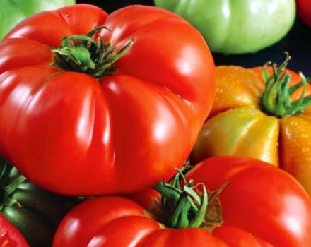 Beskrivning av den röda buffelens tomatsort, odlingsegenskaper och avkastning