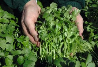 Descrierea celor mai bune soiuri de coriandru (cilantro), proprietăți utile și cultivare