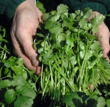 Descrierea celor mai bune soiuri de coriandru (cilantro), proprietăți utile și cultivare
