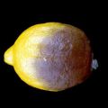 Príčiny chorôb citrusov a škodcov a kontrolných opatrení