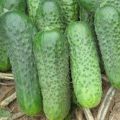 „Parker f1“ agurkų veislės aprašymas, auginimo ir priežiūros ypatybės