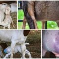 Ką daryti su nedideliu kiekiu ožkos pieno po ėriuko ir kaip padidinti