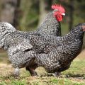 Mechelen gegutės viščiukų aprašymas ir savybės, laikymo taisyklės