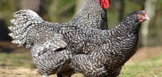Descrizione e caratteristiche dei polli cuculo Mechelen, regole di conservazione