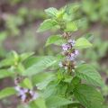 Description of the field mint variety, medicinal properties and contraindications
