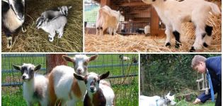 Description of dwarf mini-goats and rules for keeping a decorative breed