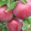 Description and characteristics of the apple variety Alesya, planting, growing and care
