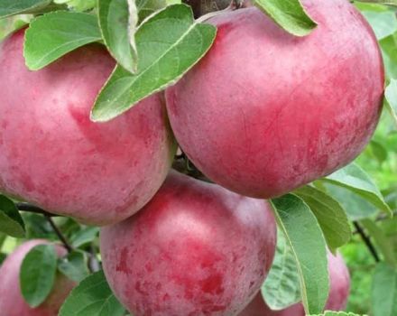 Beschrijving en kenmerken van de appelvariëteit Alesya, planten, groeien en verzorgen
