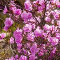 Opis odrody rododendronov Ledebour, výsadba a starostlivosť o rastliny, pestovateľské znaky
