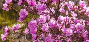 Beschreibung der Ledebour-Rhododendron-Sorte, Pflanzung und Pflege, Kultivierungsmerkmale