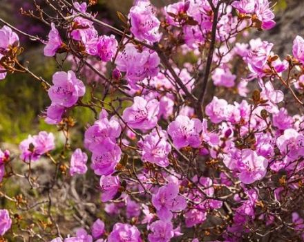 Opis sorte rododendrona Ledebour, sadnja i njega, značajke kultivacije