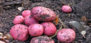 Beskrivning av potetsorten Värdinna, funktioner för odling och avkastning