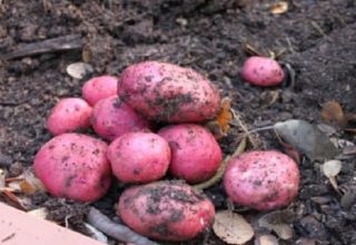 Beskrivelse af kartoffelsorten Værtinde, egenskaber ved dyrkning og udbytte