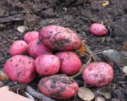 Bulvių veislės šeimininkė aprašymas, auginimo ypatybės ir derlius