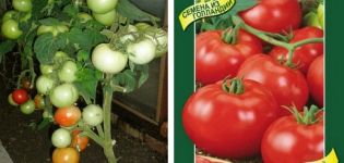 Description de la variété de tomate Wolverin et de ses caractéristiques