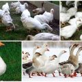Description and characteristics of geese of the Italian breed, breeding rules