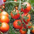 Eigenschaften und Beschreibung der Tomatensorte Peter der Erste, deren Ertrag