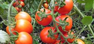 Characteristics and description of the tomato variety Peter the First, its yield