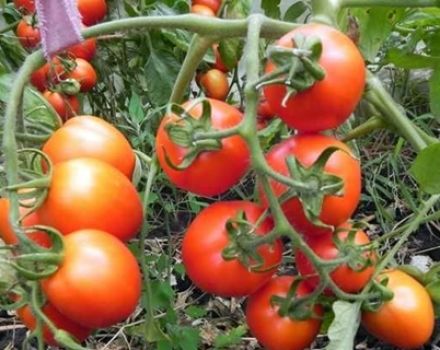 Pomidorų veislės Petro Pirmasis pobūdis ir aprašymas, derlius