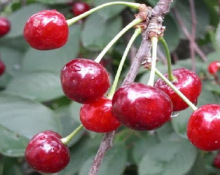 Beskrivning och egenskaper hos den Persistent körsbärsorten, dess fördelar och nackdelar