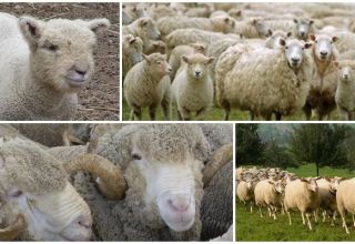 Kolik let žijí ovce v průměru doma i ve volné přírodě