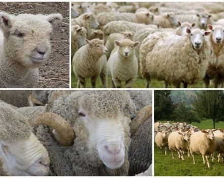 Kiek metų avys vidutiniškai gyvena namuose ir gamtoje