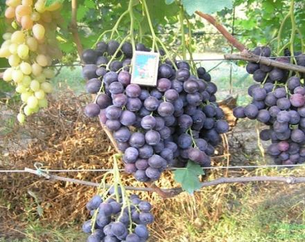 Strashensky vynuogių veislės aprašymas ir savybės, sodinimas ir auginimas