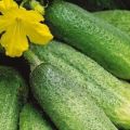 Dyrkning og de bedste sorter af bi-bestøvede agurker til drivhuse og åben jord