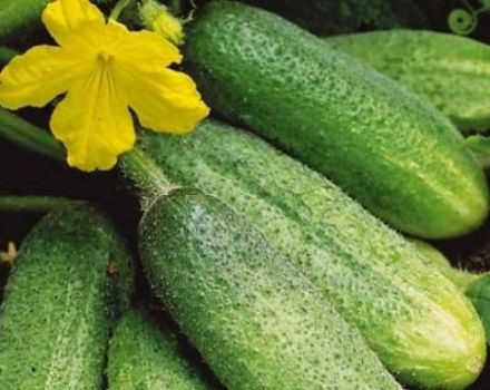 Växande och de bästa sorterna av bi-pollinerade gurkor för växthus och öppen mark