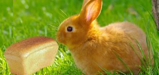 What kind of bread is better to feed rabbits and is it possible