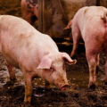 Tegn på lus hos svin og metoder til diagnosticering af hæmatopinose, behandling