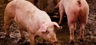 Tecken på löss hos grisar och metoder för att diagnostisera hematopinos, behandling