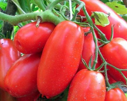 Kenmerken en beschrijving van de tomatenvariëteit Siberische trojka, opbrengst