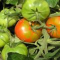 Egenskaper och beskrivning av tomatsorten Tidig tjej