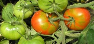 Egenskaper och beskrivning av tomatsorten Tidig tjej