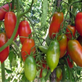 Descripción y características de la variedad de tomate racimo francés, su rendimiento.