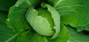 What to do if the cabbage is not tied into the head of cabbage, how to feed or water