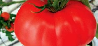 Pestovanie s charakteristikou a popisom odrody paradajok Kirzhach