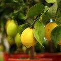 Beskrivelse af den newzealandske citrontype, dyrkning og pleje derhjemme