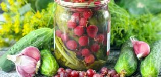 Receptet för inlagda gurkor med krusbär för vintern utan vinäger