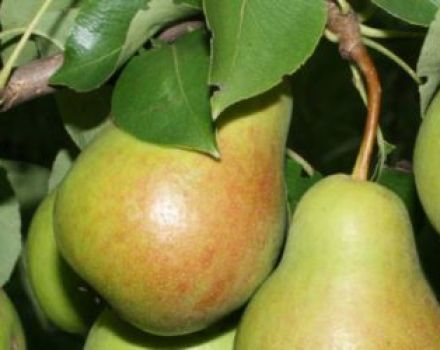 Descrizione e caratteristiche della varietà di pera Chizhovskaya, semina e cura